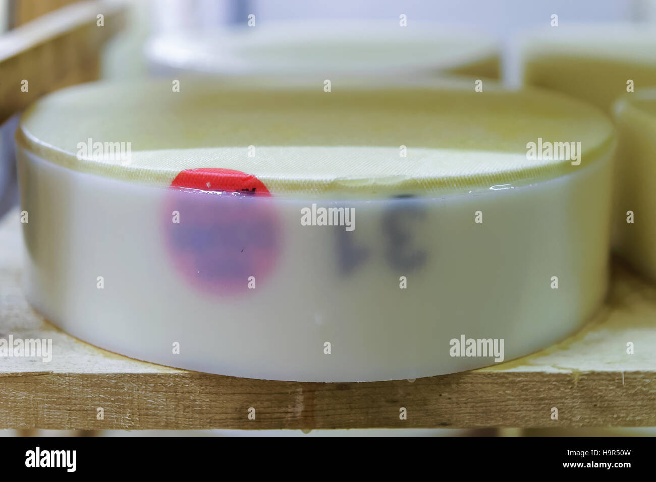 Young Gruyere de Comte Cheese in Franche Comte dairy in Burgundy