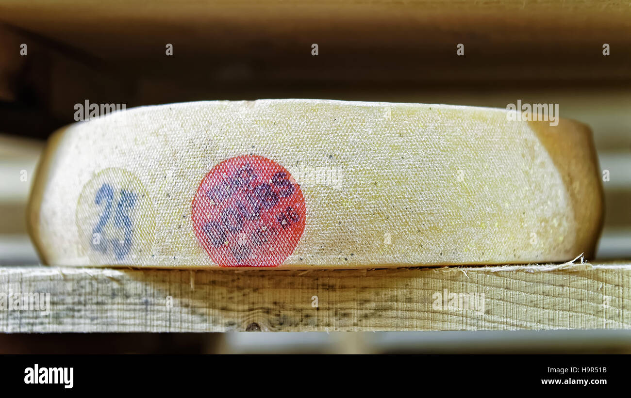 Aging Gruyere de Comte Cheese on wooden shelves in maturing cellar in