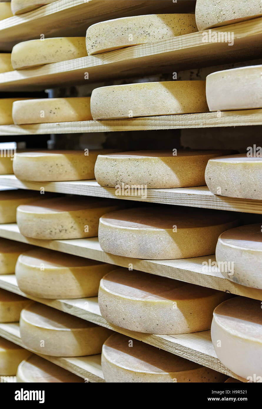 Rack of aging Gruyere de Comte Cheese on wooden shelves at ripening