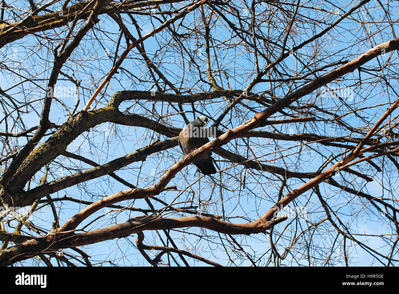bird's nest on the bare tree Stock Photo Alamy