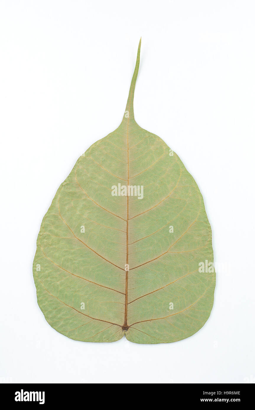 Back of semi dry leaf isolated detail texture. Heart shape leaf. Piple leaf on white background. Leaf of perennial plant. Stock Photo