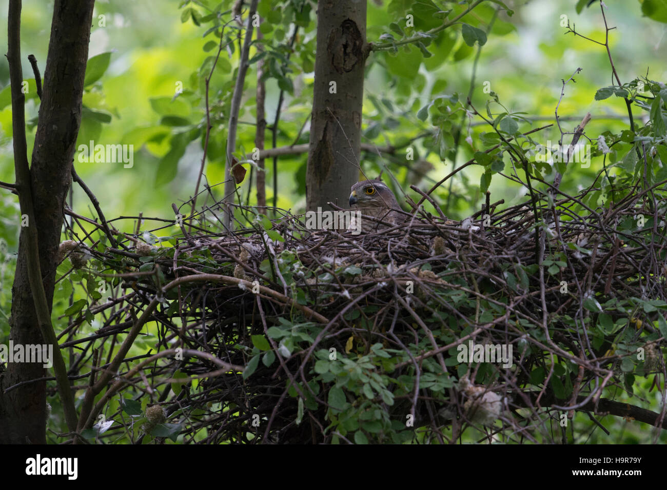 Sparrowhawk / Sperber ( Accipiter nisus ), female adult, breeding, sitting in its hidden eyrie in a deciduous tree. Stock Photo