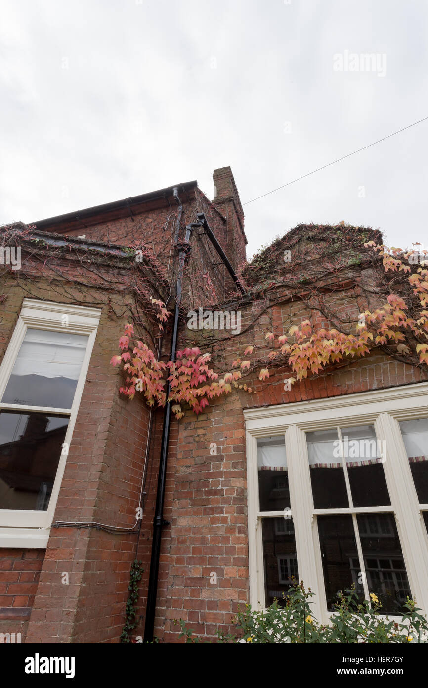 Winslow, Buckinghamshire, United Kingdom, October 25, 2016: Brick house with red creeaping ivy on the Horn street on grey chilly morning. Stock Photo