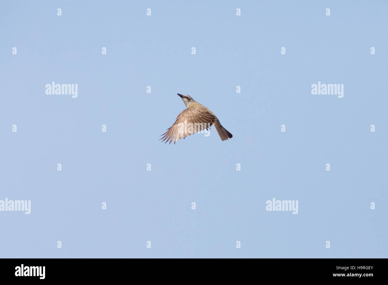 Asuncion, Paraguay. 25th November, 2016. A tropical kingbird (Tyrannus melancholicus) flycatching insects in the air, is seen during sunny day in Asuncion, Paraguay. Credit: Andre M. Chang/Alamy Live News Stock Photo