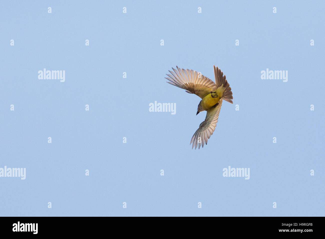Asuncion, Paraguay. 25th November, 2016. A tropical kingbird (Tyrannus melancholicus) flycatching insects in the air, is seen during sunny day in Asuncion, Paraguay. Credit: Andre M. Chang/Alamy Live News Stock Photo