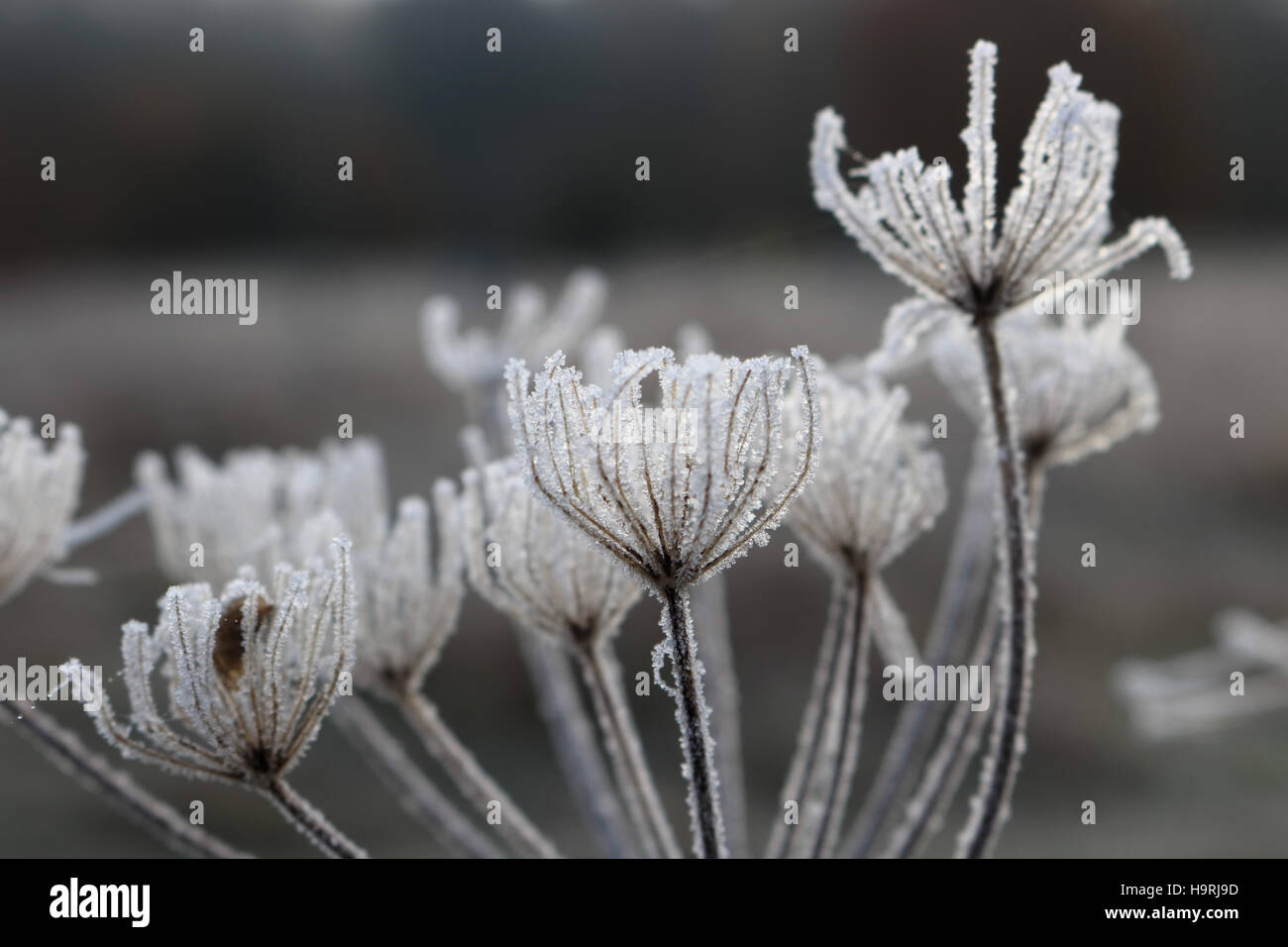 Nonsuch Park, Cheam, Surrey, UK. 26th November 2016. Frost covered seed heads on a cold and frosty morning at Nonsuch Park, Cheam, Surrey. Credit:  Julia Gavin UK/Alamy Live News Stock Photo