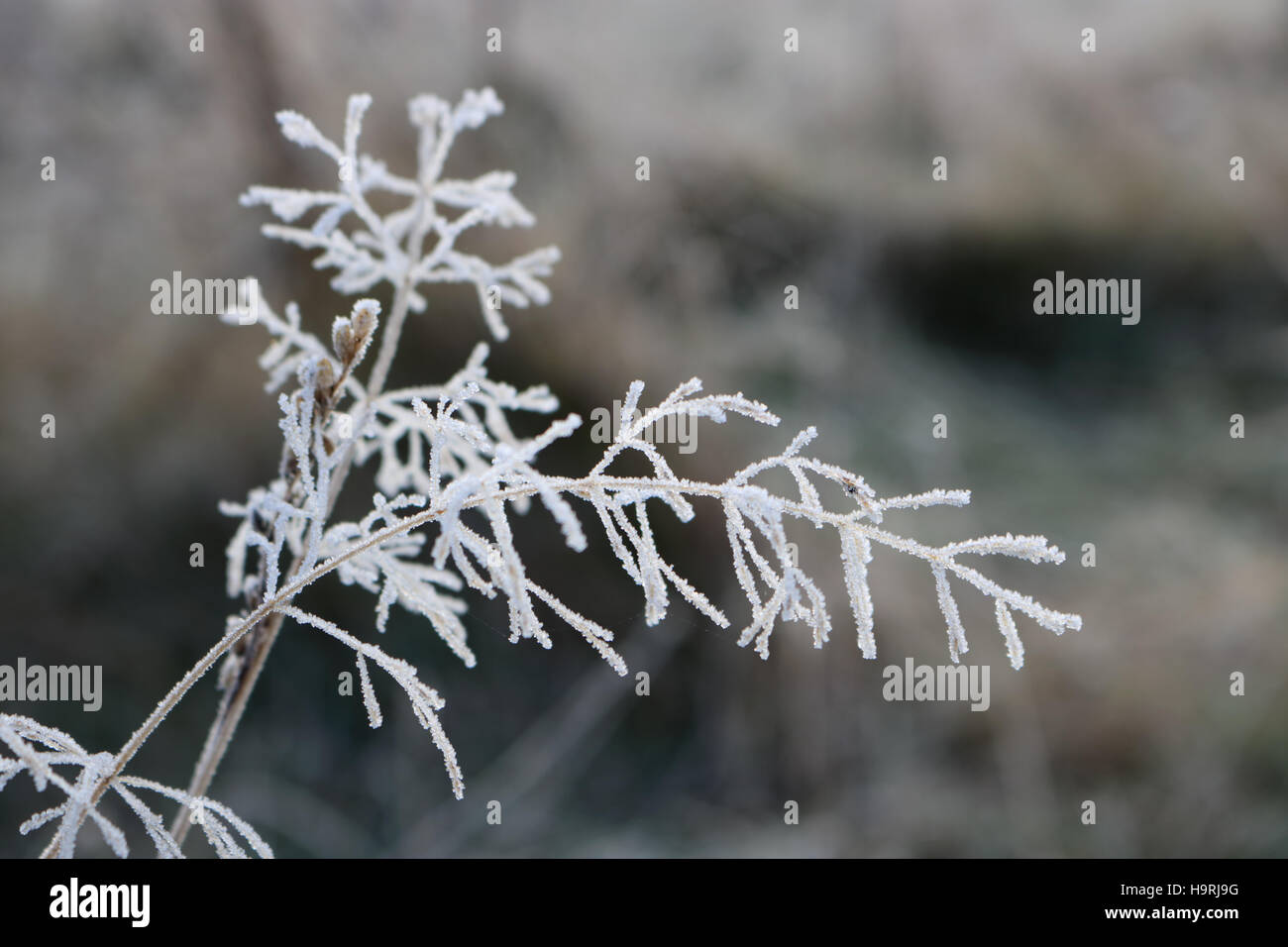 Nonsuch Park, Cheam, Surrey, UK. 26th November 2016. Frost covered seed heads on a cold and frosty morning at Nonsuch Park, Cheam, Surrey. Credit:  Julia Gavin UK/Alamy Live News Stock Photo