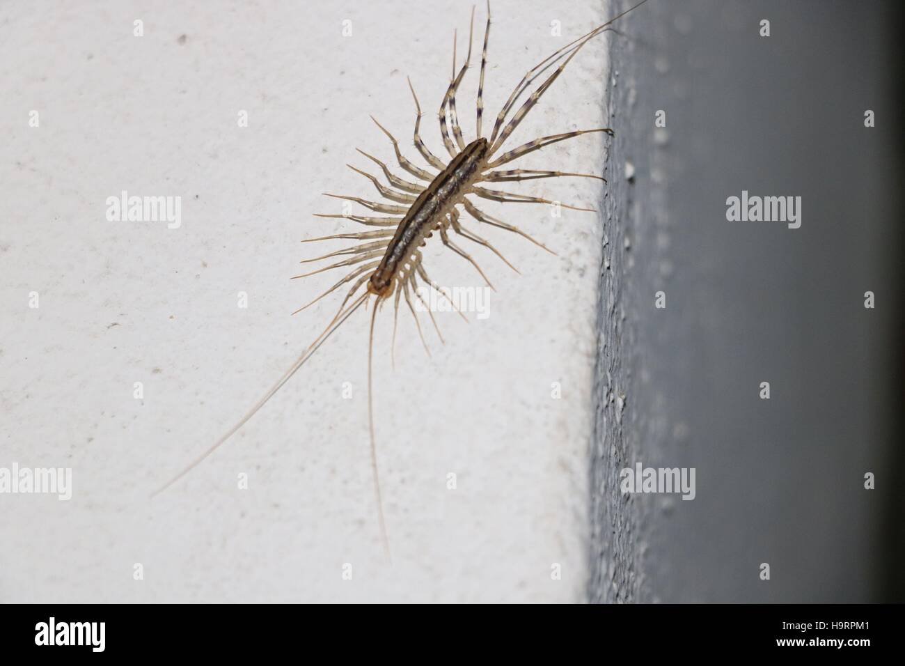 Six drowning deaths as huge waves hit Australian coast | GMA News Online, image size:1300x956