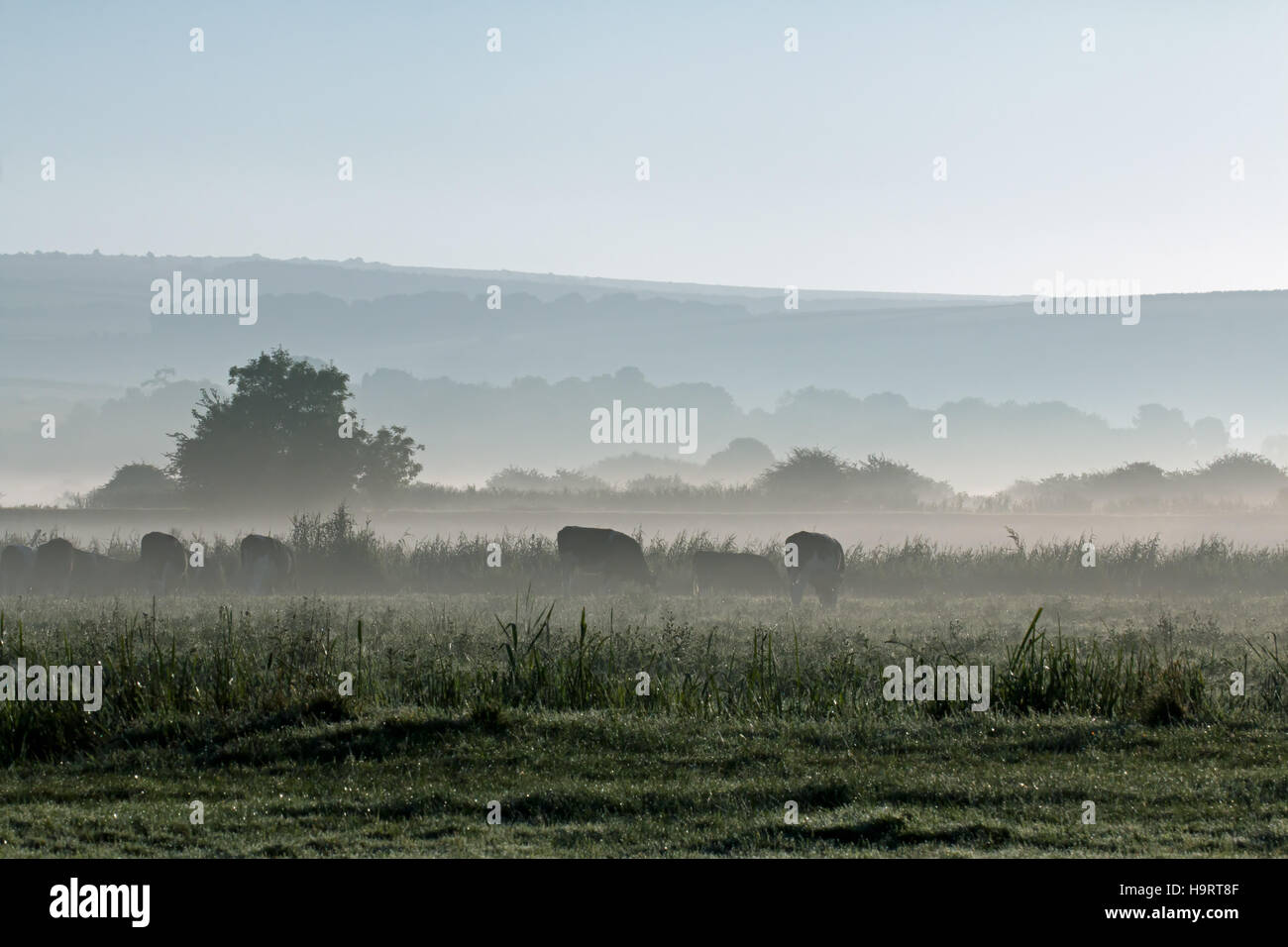 Misty morning meadow with cows grazing. Stock Photo