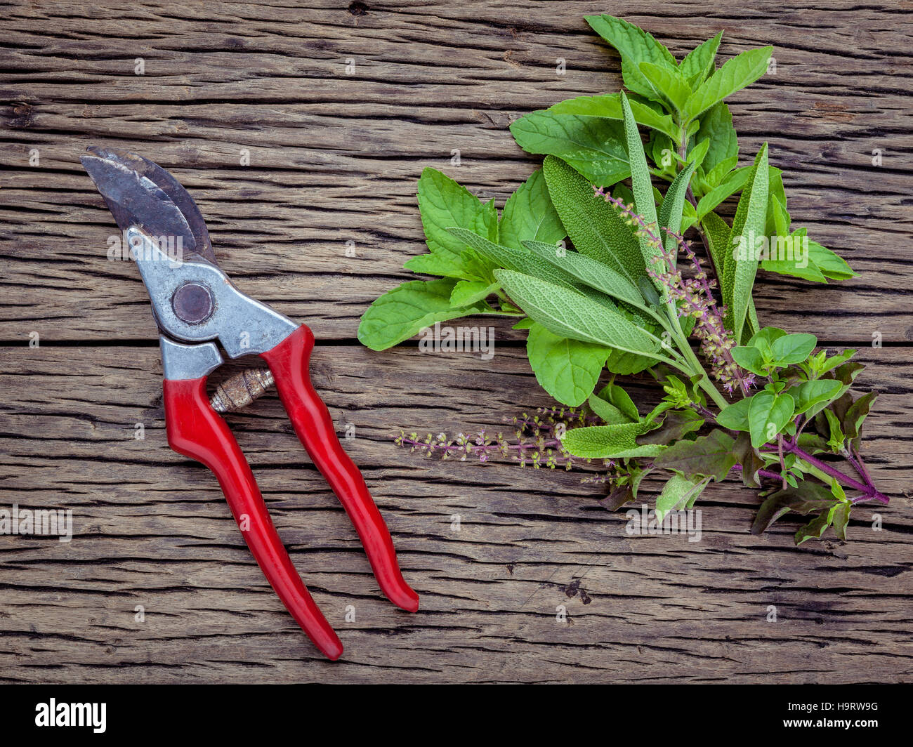 Branch of fresh herbs from the garden. Holy basil flower ,oregan Stock