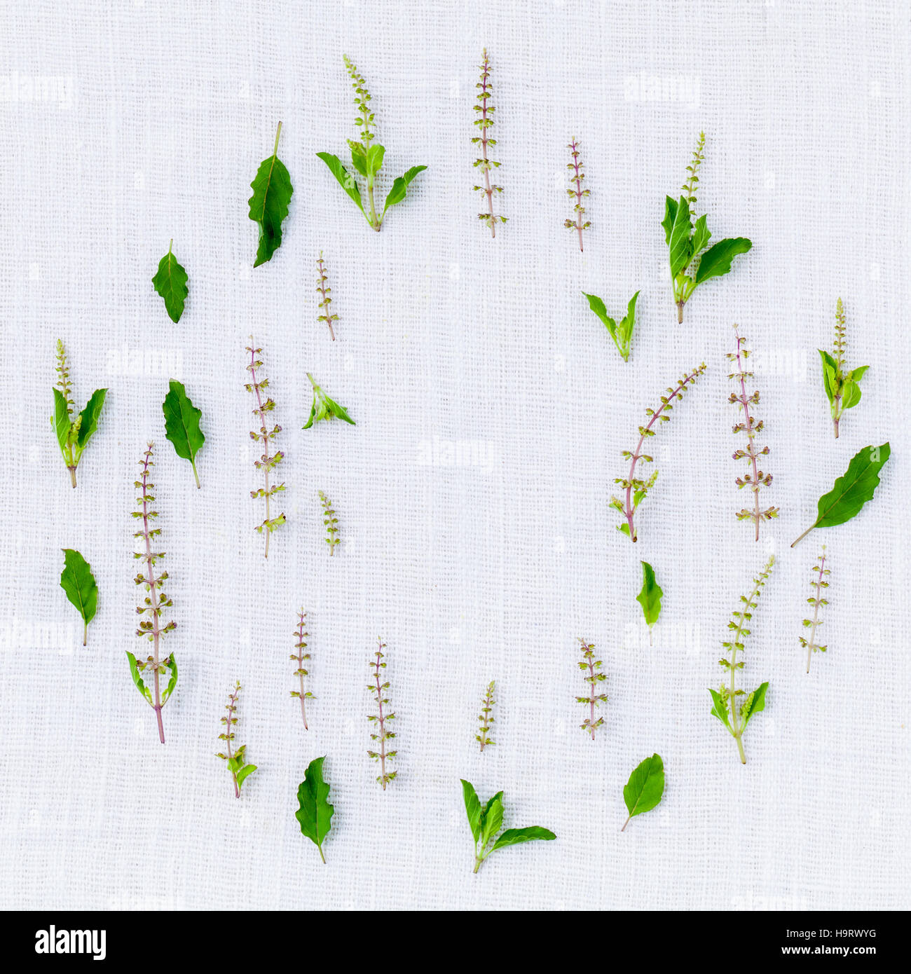 The circle of fresh holy basil flower and holy basil leaves from Stock