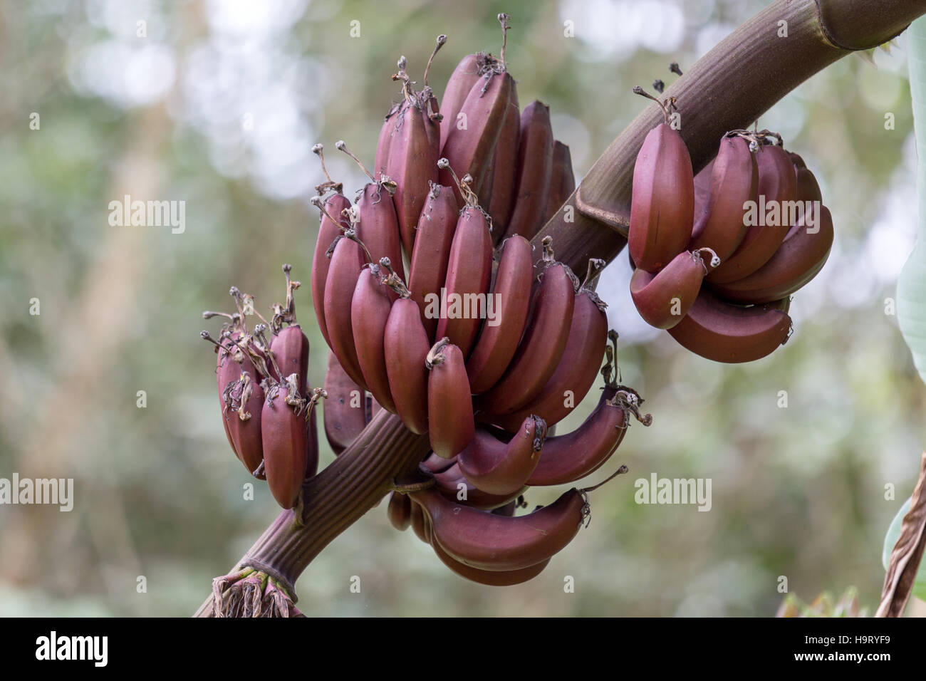 Red Kerala banana, Chenkadali Stock Photo Alamy