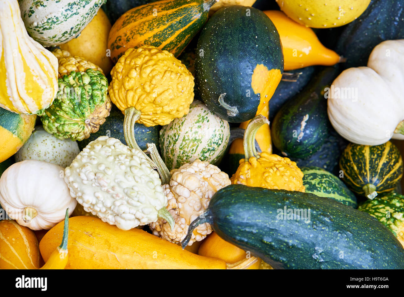 Little pumpkins background Stock Photo - Alamy