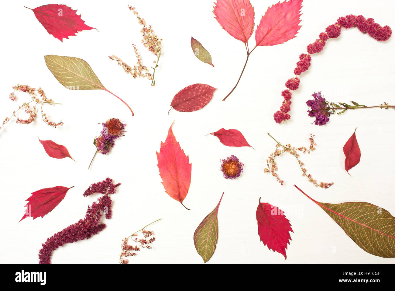 Pattern of red leaves. Autumn composition. Top view, flat Stock Photo