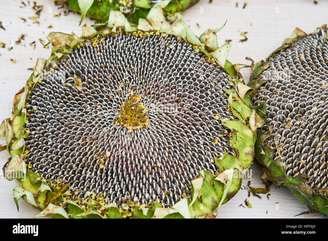 Sunflower seeds background Stock Photo Alamy