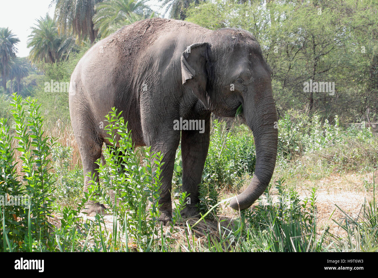 Indian, Elephants, Elephas, maximus, Hyderabad, Zoo, Telangana, India Stock Photo