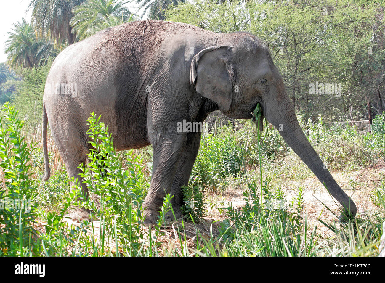Indian, Elephants, Elephas, maximus, Hyderabad, Zoo, Telangana, India Stock Photo