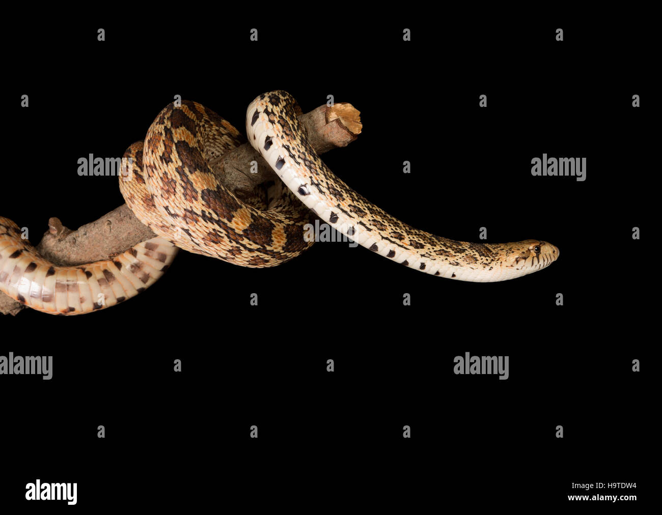 Snake curled around tree hi-res stock photography and images - Alamy