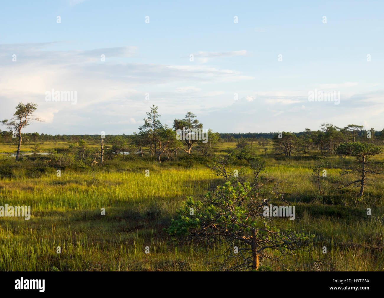 View to the pines in bog Kakerdaja before sunset Stock Photo