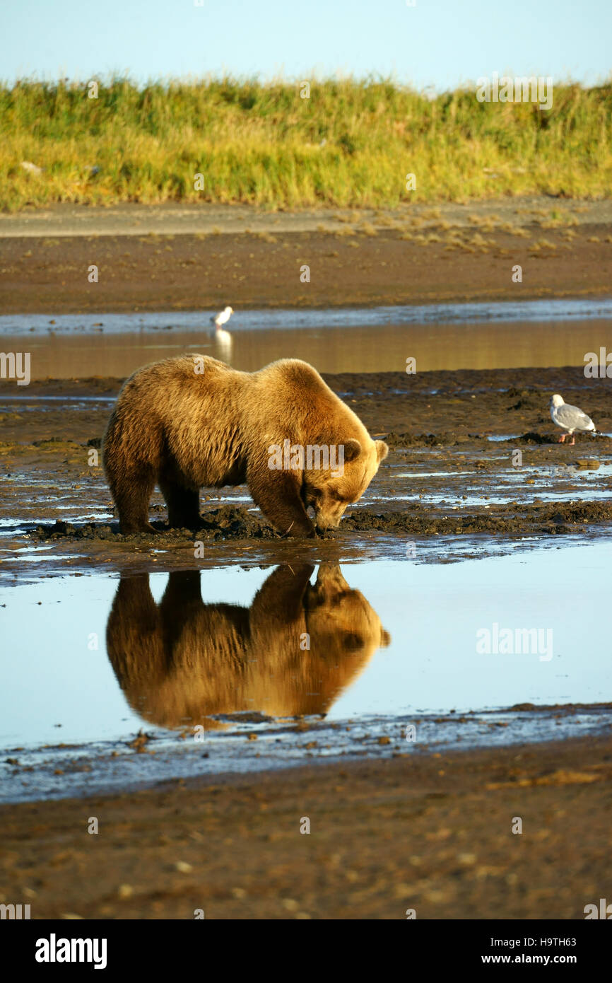 Brown bear Ursusarctos digging clams in mud at ebb tide, Hallo Bay, Katmai national park, Alaska Stock Photo