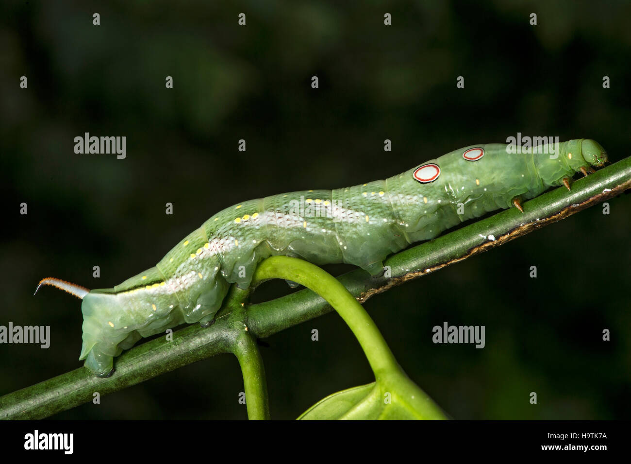 Sưu tập Bộ cánh vẩy 2 Neotropical-moth-xylophanes-chiron-sphingidae-caterpillar-eye-patches-H9TK7A