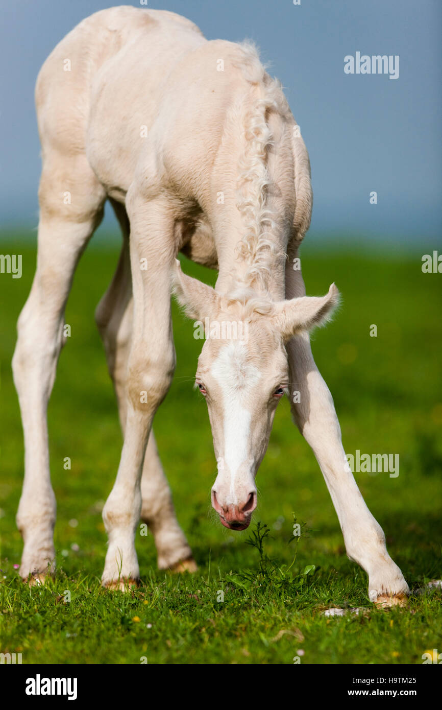 Cremello Morgan horse foal eating grass, Tyrol, Austria Stock Photo