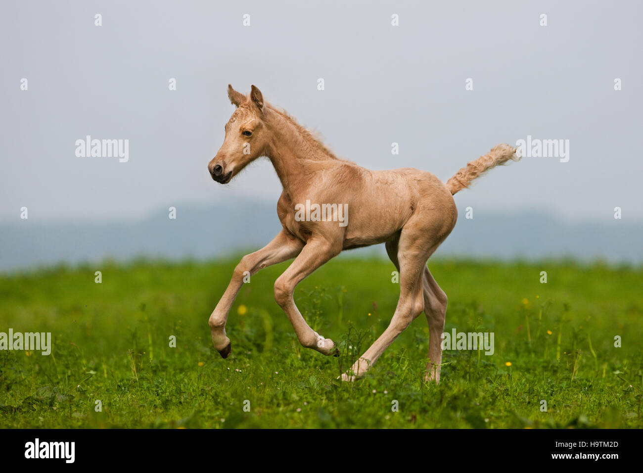 Palomino Morgan horse foal galloping, green meadow, Tyrol, Austria Stock Photo