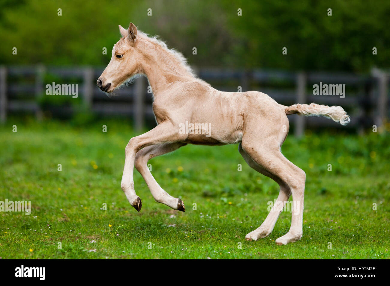 Palomino Morgan horse foal galloping, green meadow, Tyrol, Austria Stock Photo
