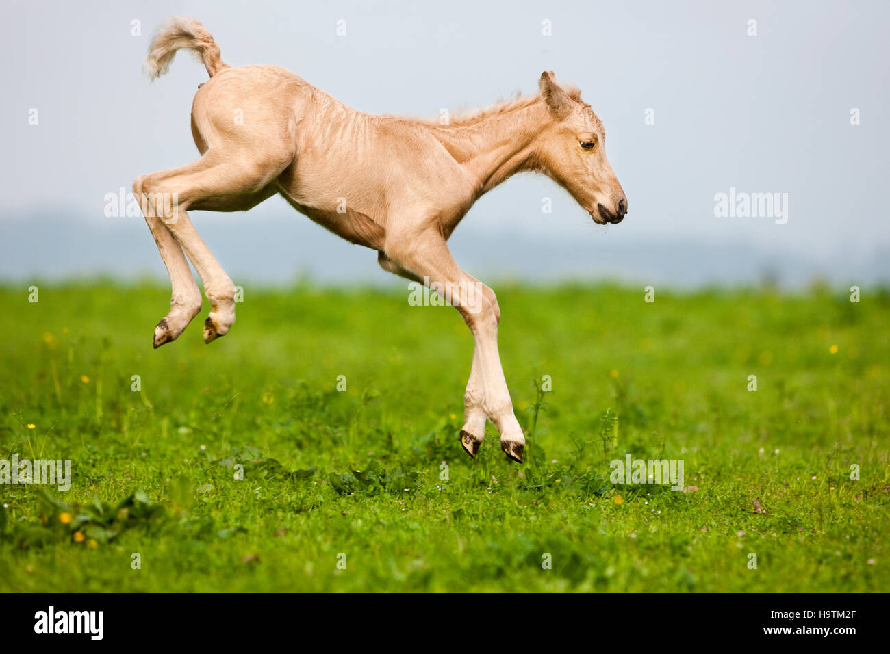 Palomino Morgan horse foal jumping, green meadow, Tyrol, Austria Stock Photo