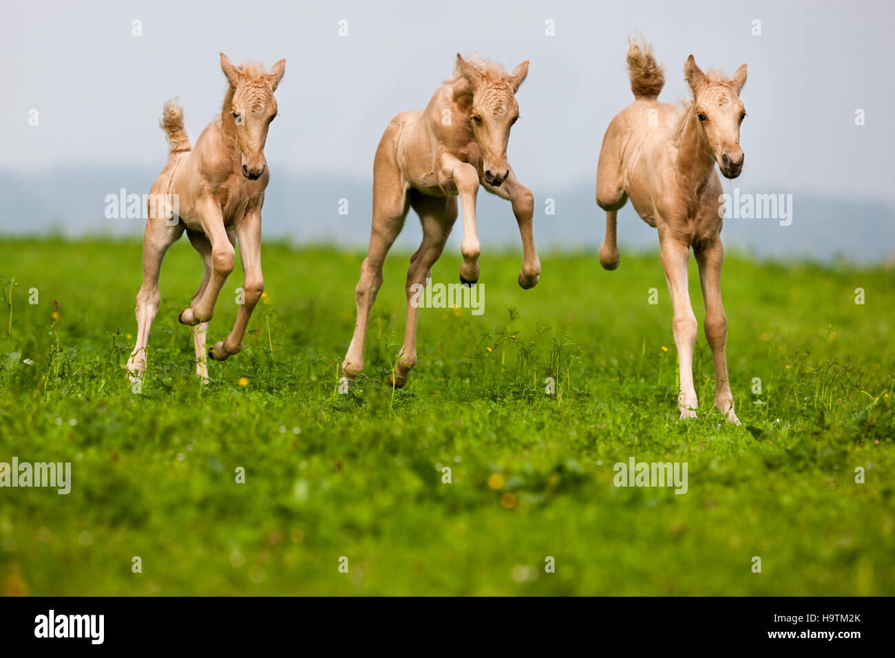 Palomino Morgan horse foals galloping, green meadow, Tyrol, Austria Stock Photo