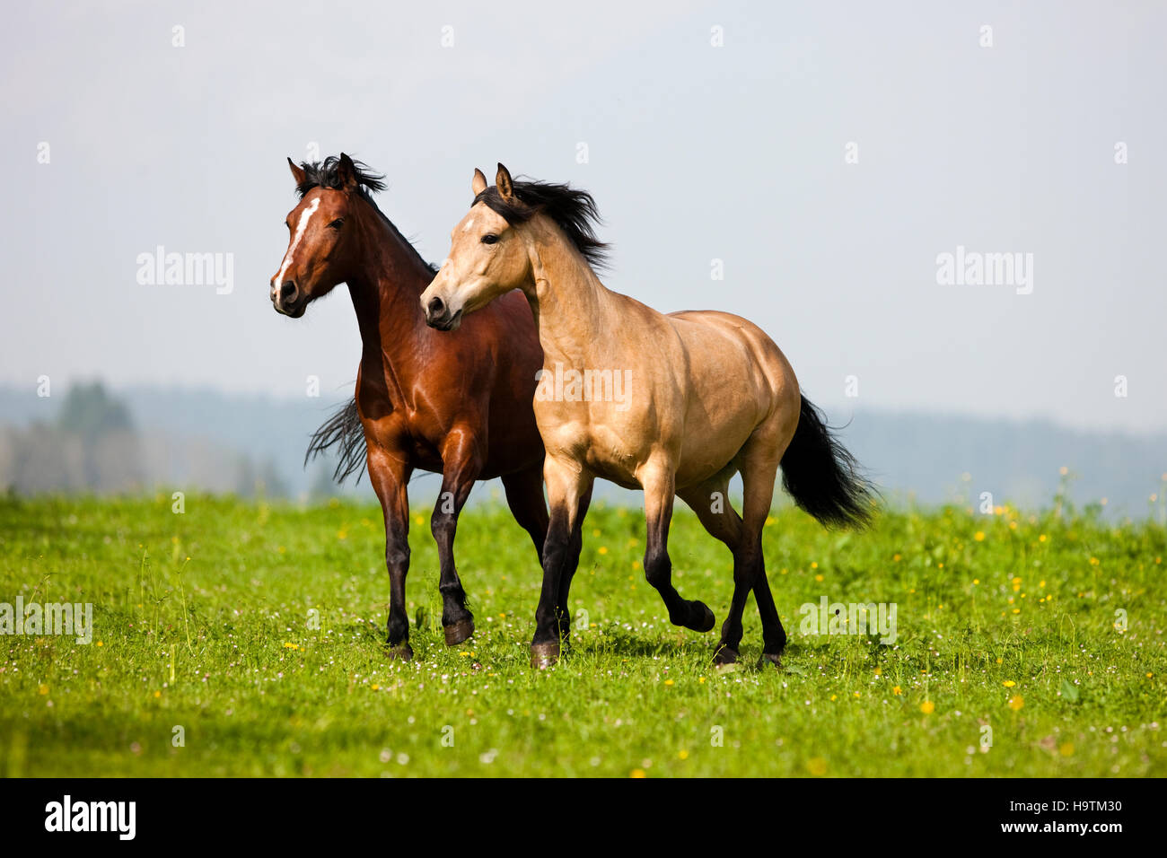 Brown and dun Morgan horses trotting, meadow, Austria Stock Photo