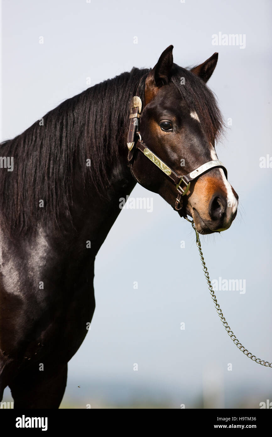 Brown Morgan stallion with show halter, Austria Stock Photo