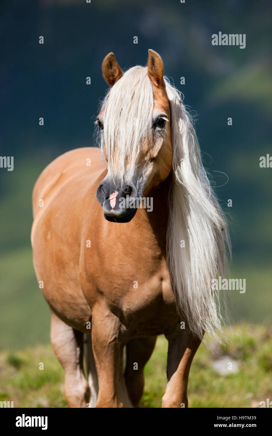 Haflinger with long mane on the alp, portrait, Kühtai, Tyrol, Austria Stock Photo