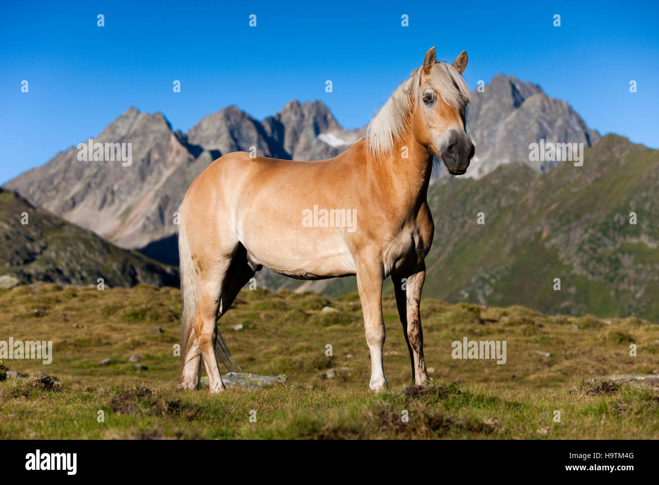 Haflinger, mountain pasture, Kühtai, Tyrol, Austria Stock Photo