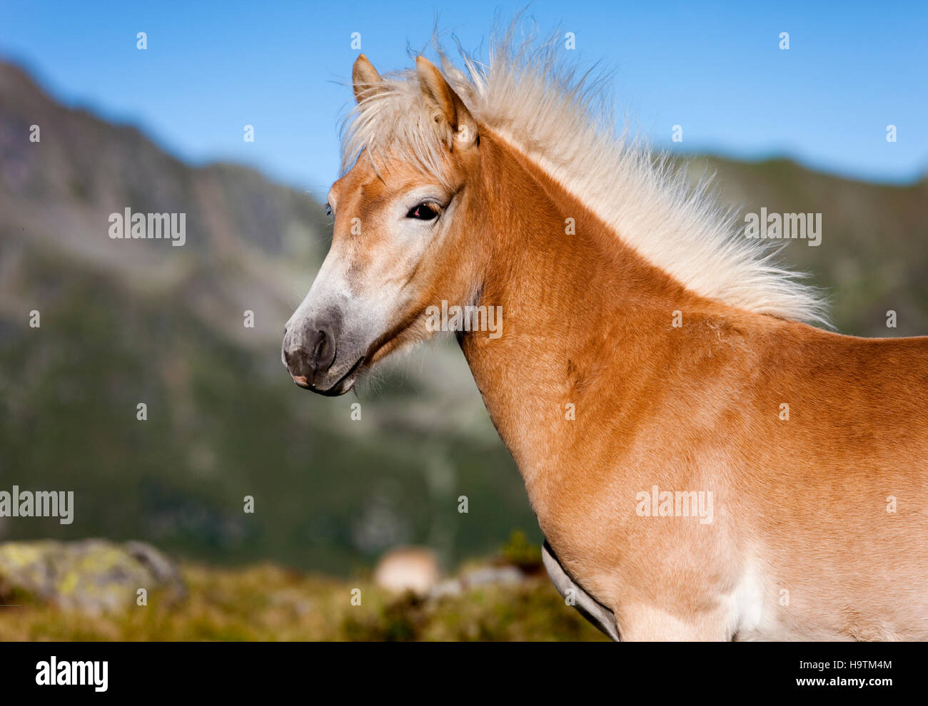 A dun Haflinger foal, Kühtai, Tyrol, Austria Stock Photo
