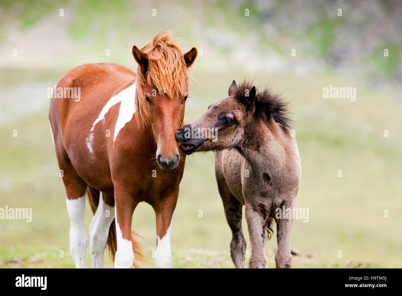 Icelandic mare with foal, Kühtai, Tyrol, Austria Stock Photo