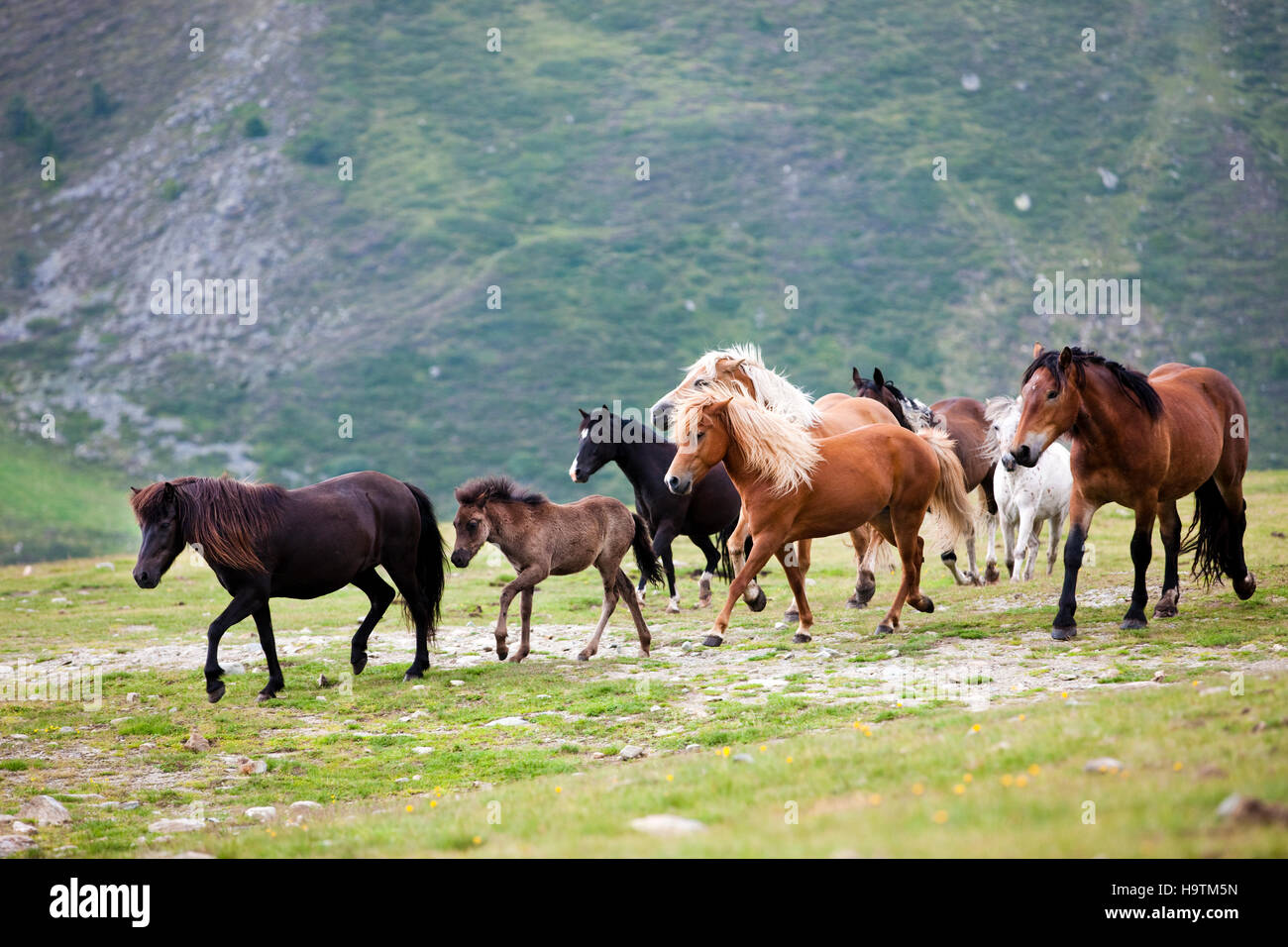 Mixed herd of Icelandic, Noriker, Pony, and Haflingers, Kühtai, Tyrol, Austria Stock Photo