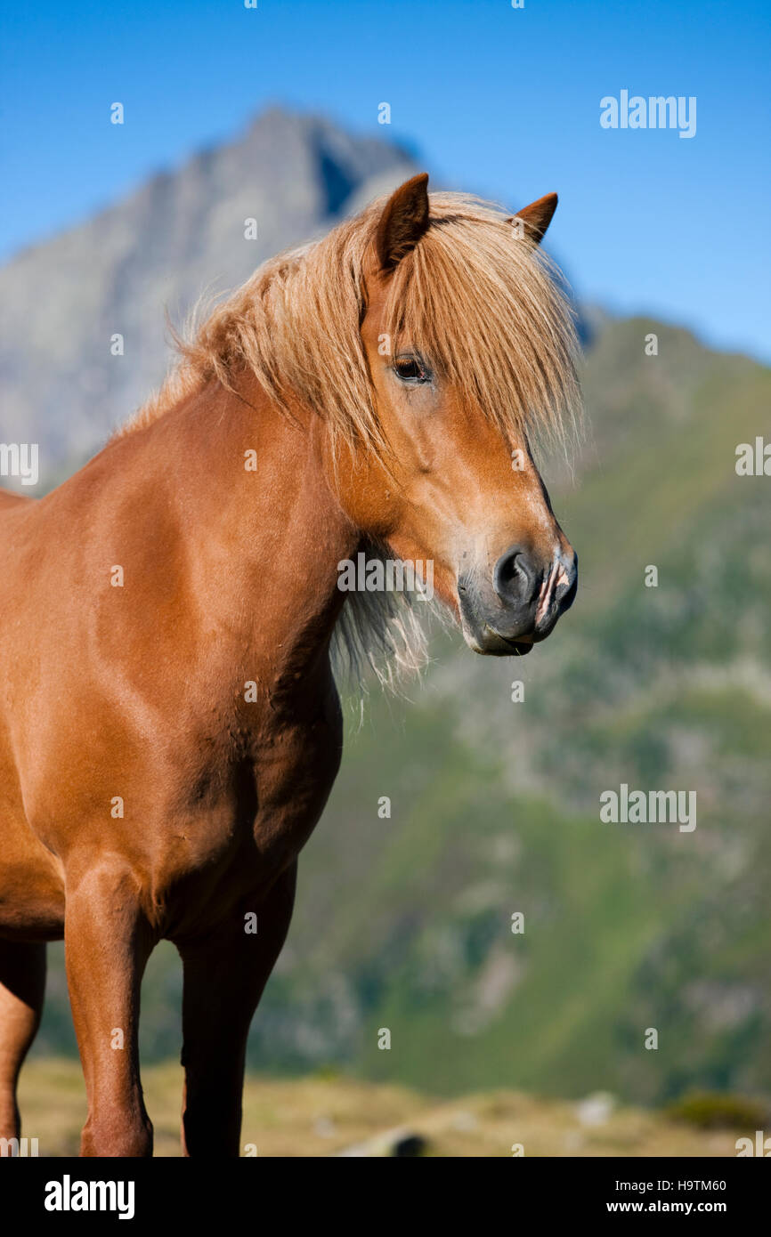 Icelandic horse in front of mountain range, Fuchs, Kühtai, Tyrol, Austria Stock Photo