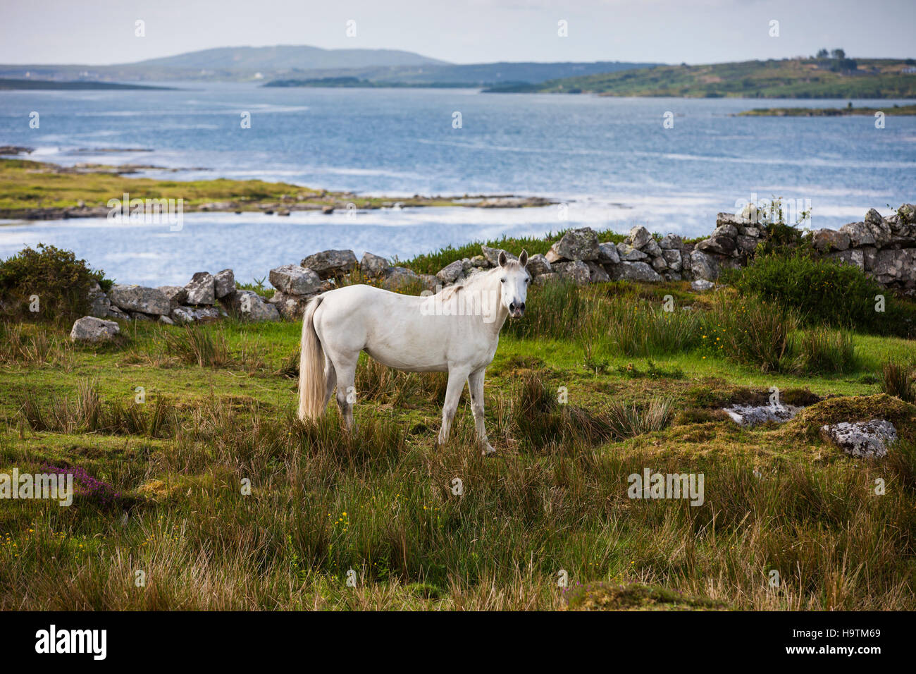 Connemara pony along bay, Connemara, Galway, Ireland Stock Photo
