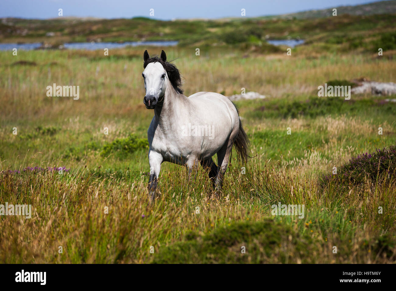 Connemara pony trots in moorland, Galway, Ireland Stock Photo