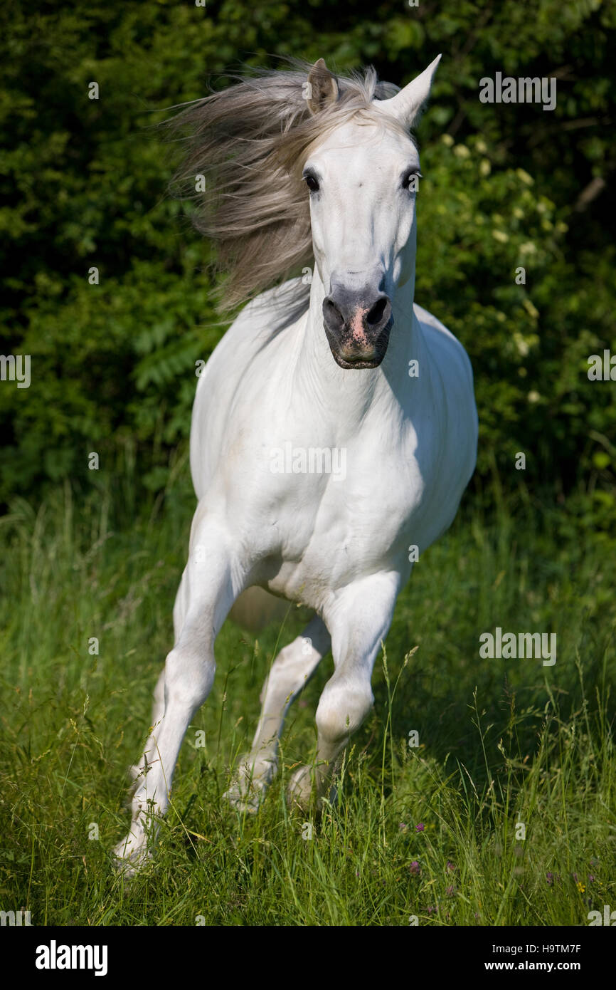 PRE, Pura Raza Espanola, Andalusian horse, gallops in tall grass, North Tyrol, Austria Stock Photo