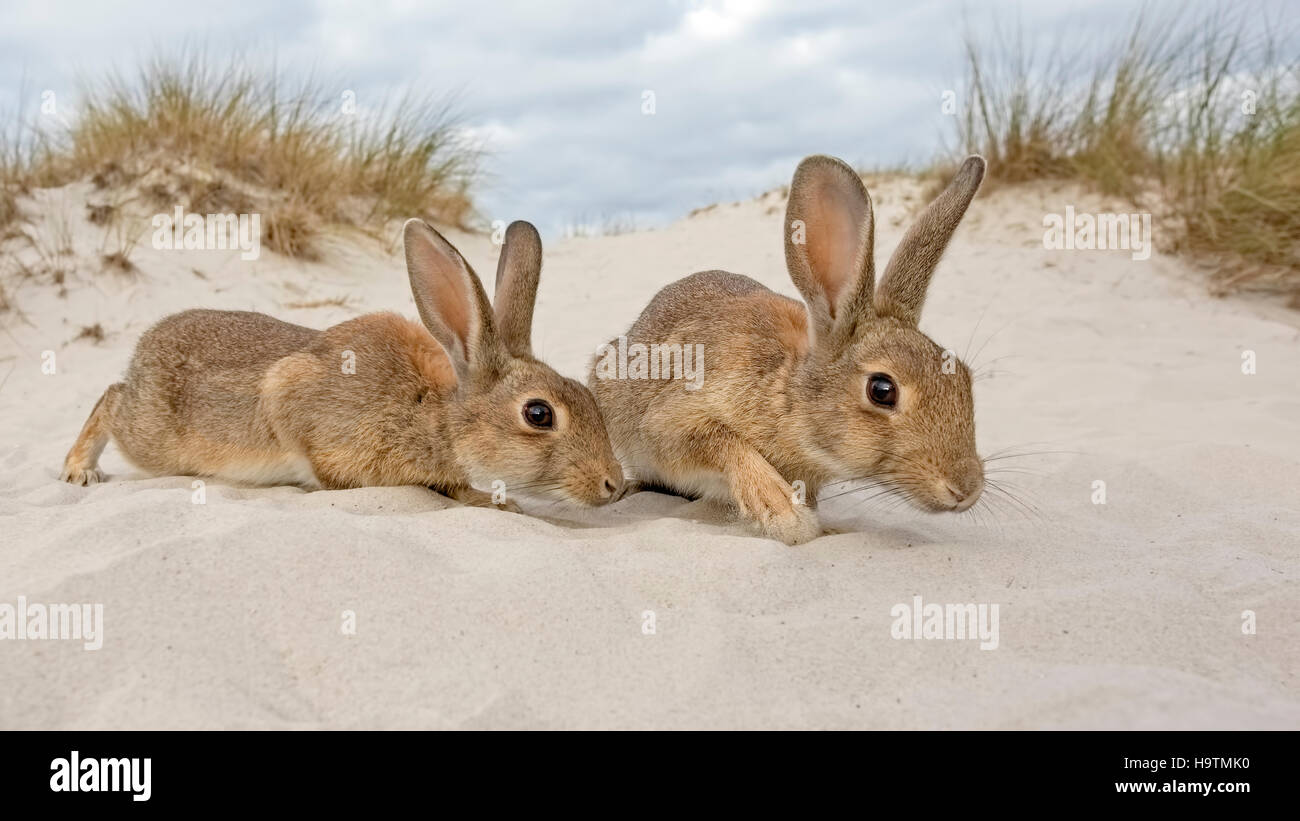 Wild rabbits (Oryctolagus cuniculus), beach dunes, MecklenburgVorpommern, Germany Stock Photo