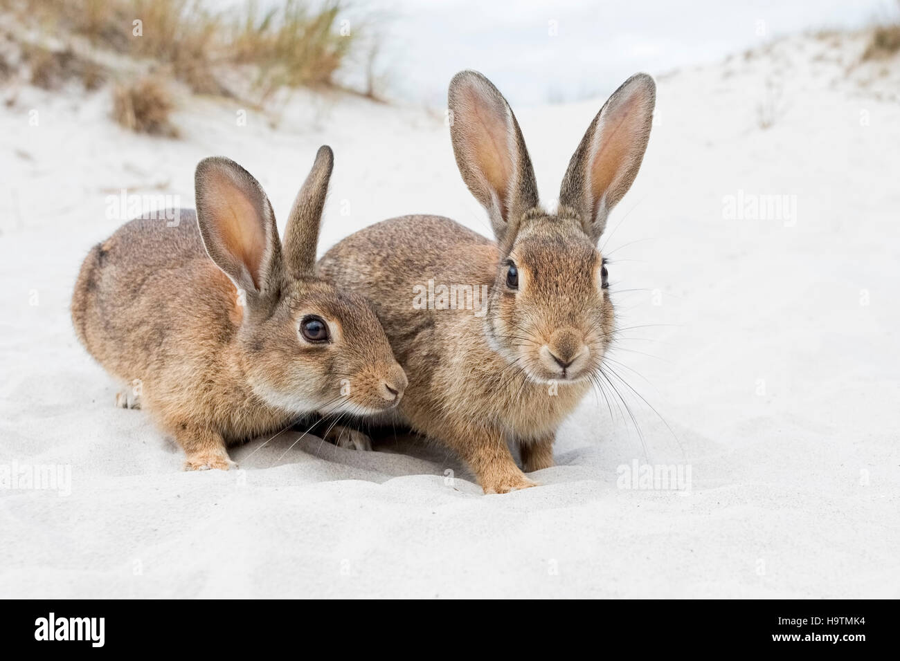Wild rabbits (Oryctolagus cuniculus), beach dunes, Mecklenburg