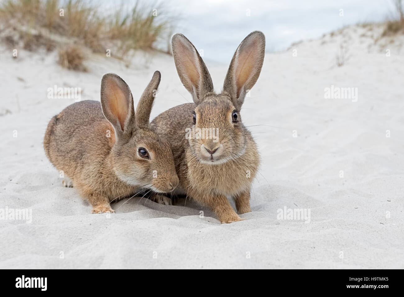 Wild rabbits (Oryctolagus cuniculus), beach dunes, Mecklenburg