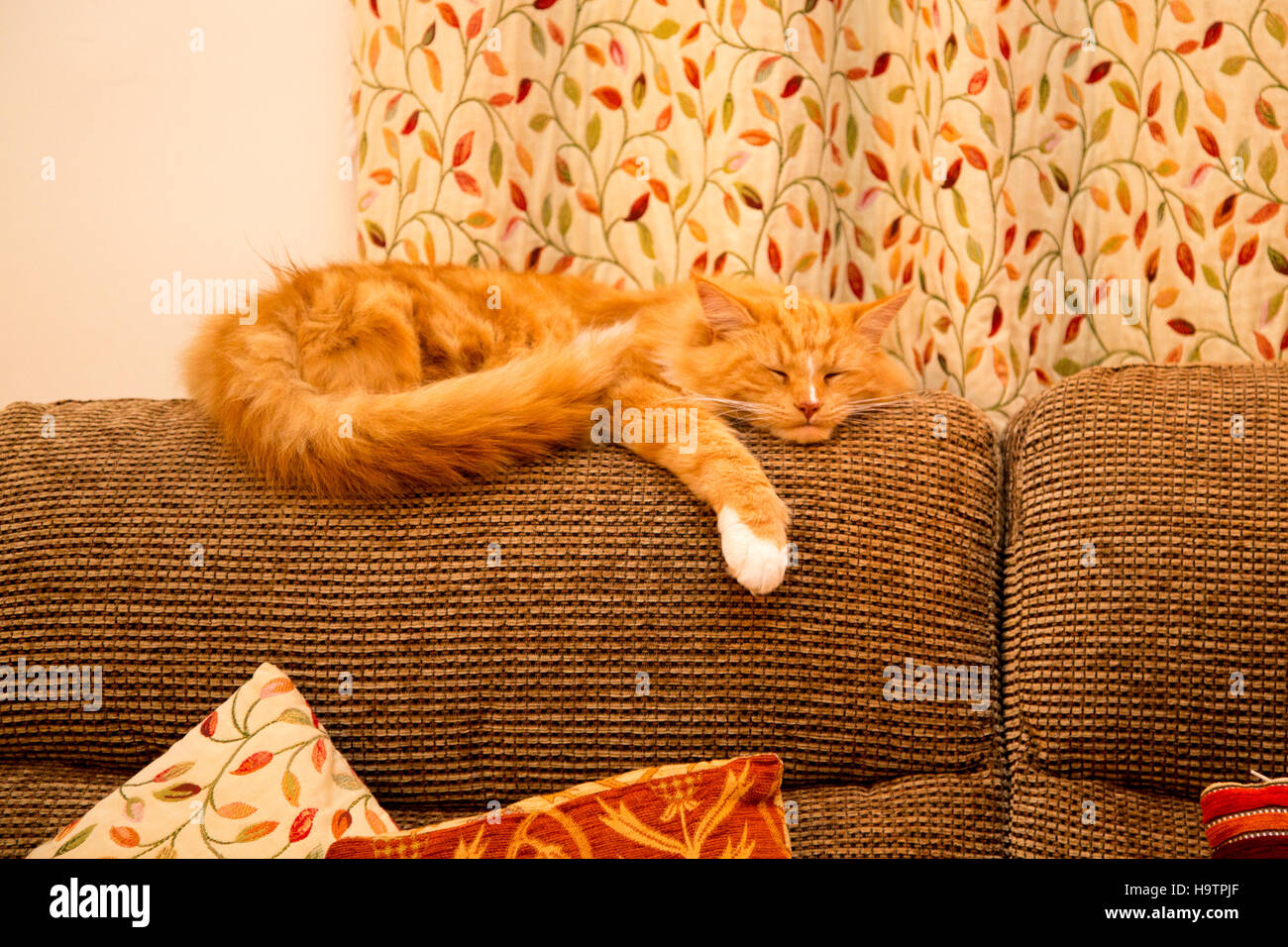 A cute ginger cat/kitten sleeps on the backrest of a sofa/settee/couch ...