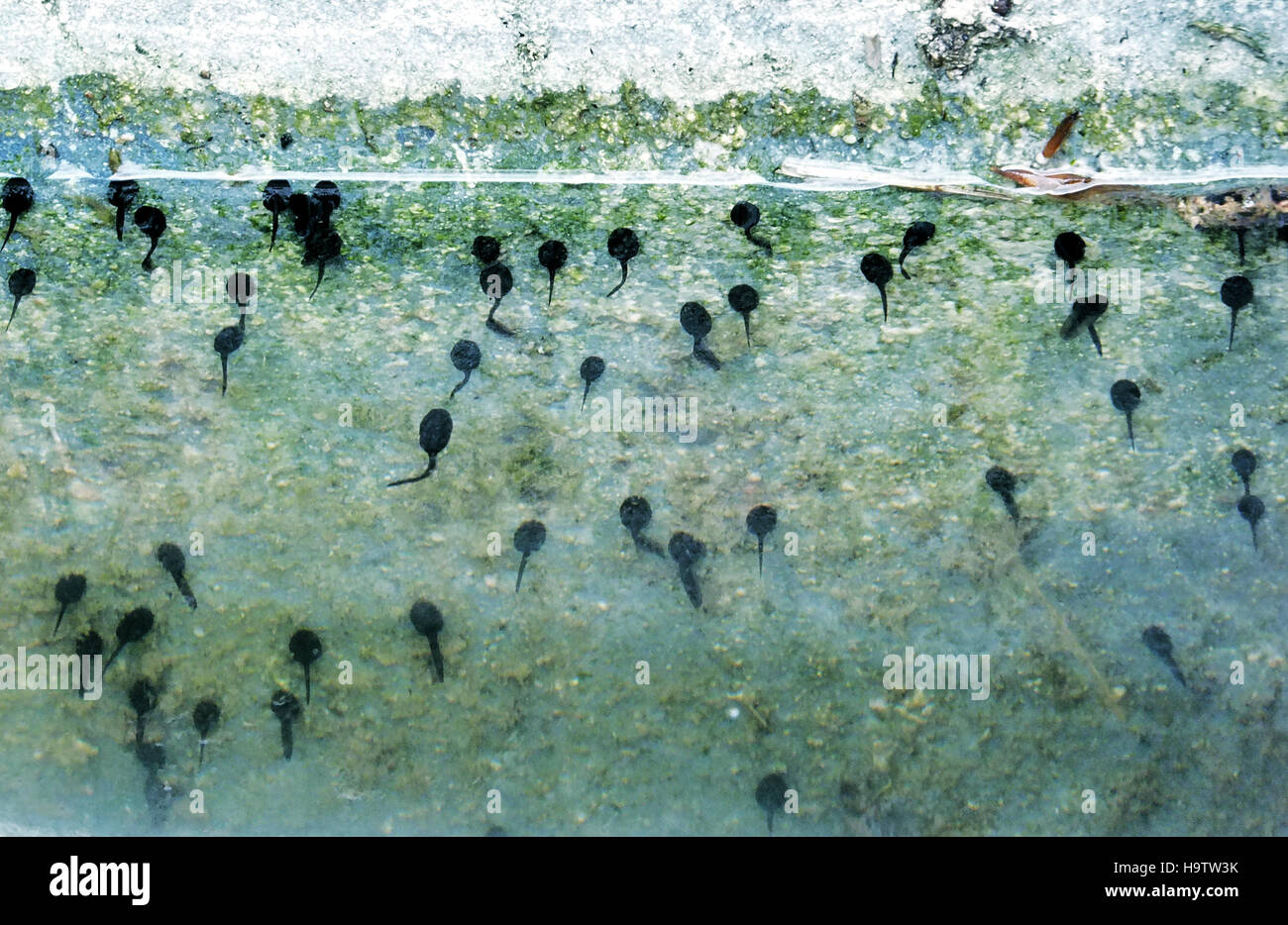 Common Frog Tadpoles Stock Photo