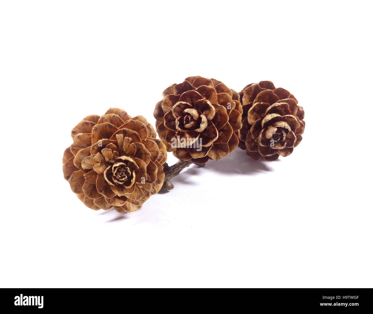 Lot De 20 Pommes De Pin Naturelles En Forme De Rose - Pour Maison De Poupée, Artisanat