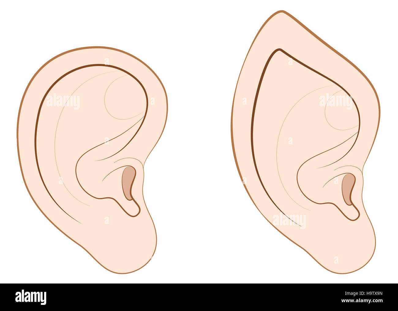Human ear and pointed ear of an elf, fairy, vampire or other fantasy creature. Stock Photo