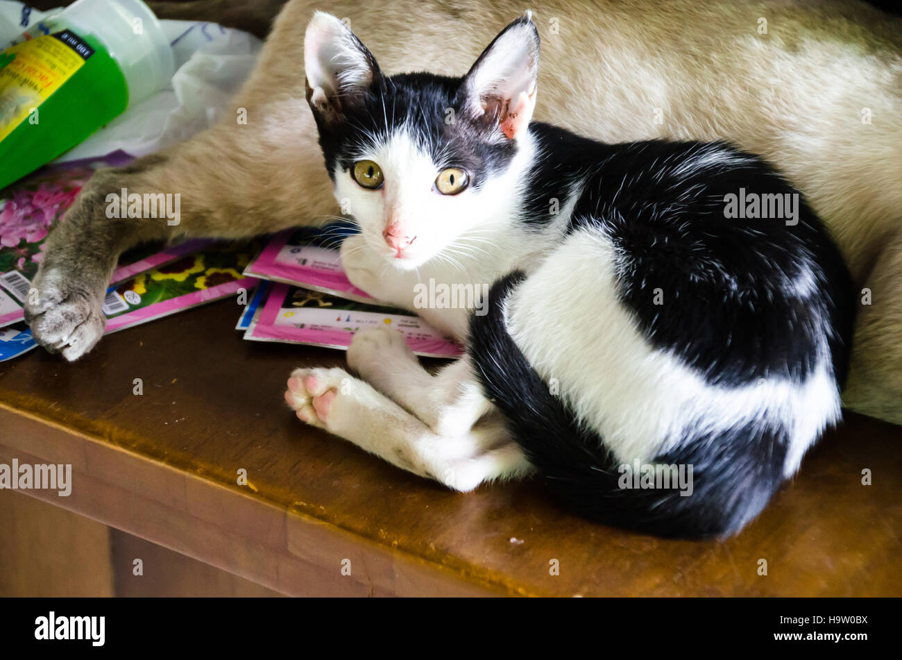 The cat Sleeping on the Wood Table Stock Photo Alamy
