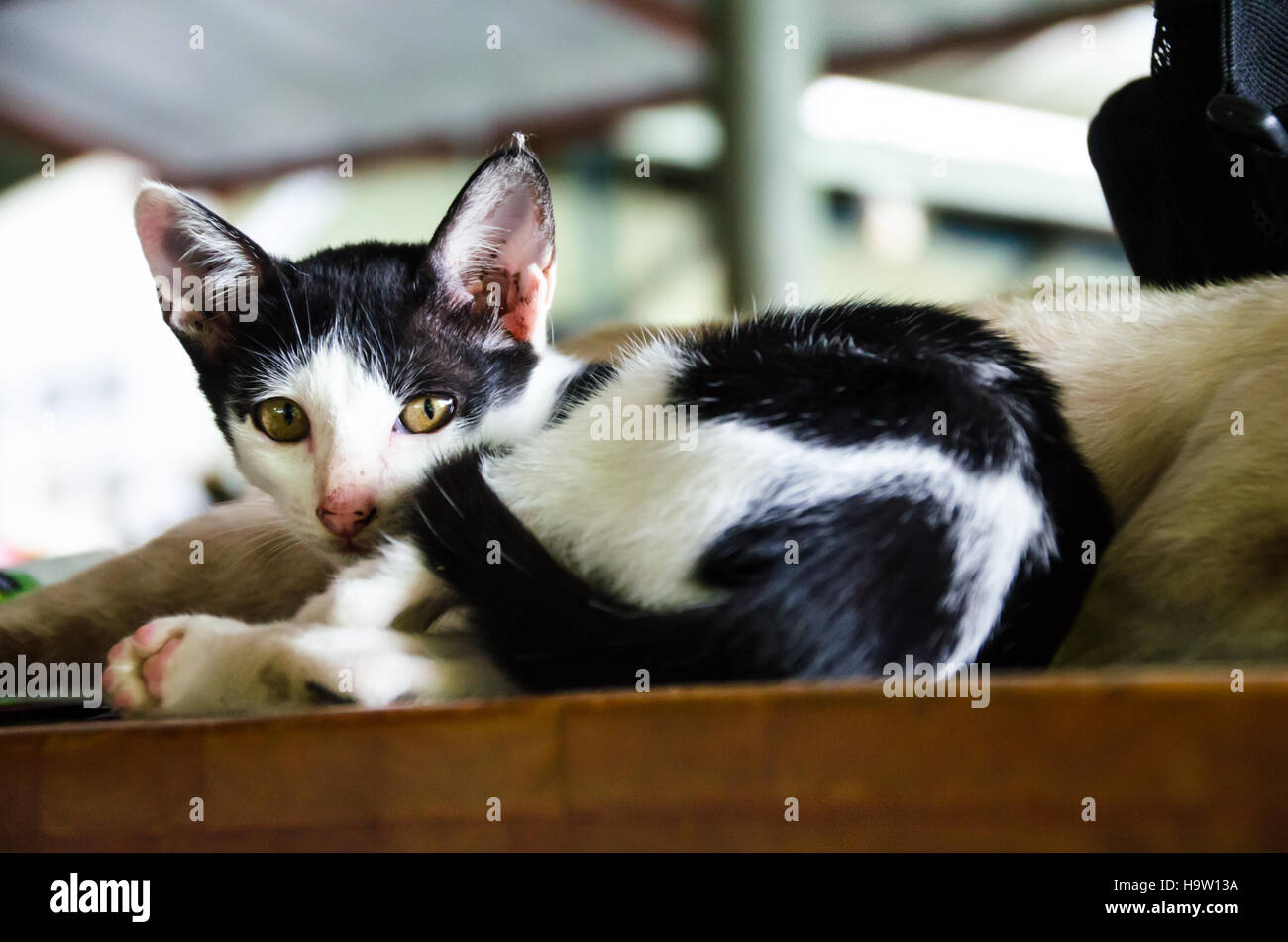 The cat Sleeping on the Wood Table Stock Photo Alamy